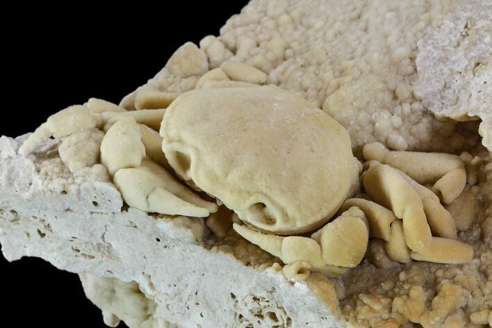 Fossil Crab (Potamon) Preserved in Travertine - Turkey #106460
